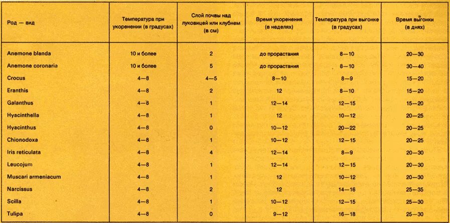 Температура в цветочном холодильнике. Таблица выгонки тюльпанов. Температура хранения цветов. Выгонка луковичных таблица. График выгонки луковичных.