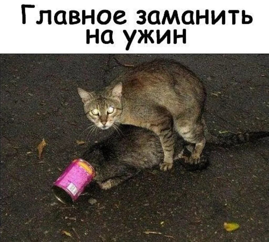 Пришла без ничего. Беда не приходит одна. Коты беда не приходит одна. Беда не приходит одна прикол. Беда ге пр ходит одна Мем.