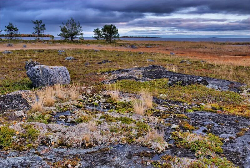 какие почвы в карелии