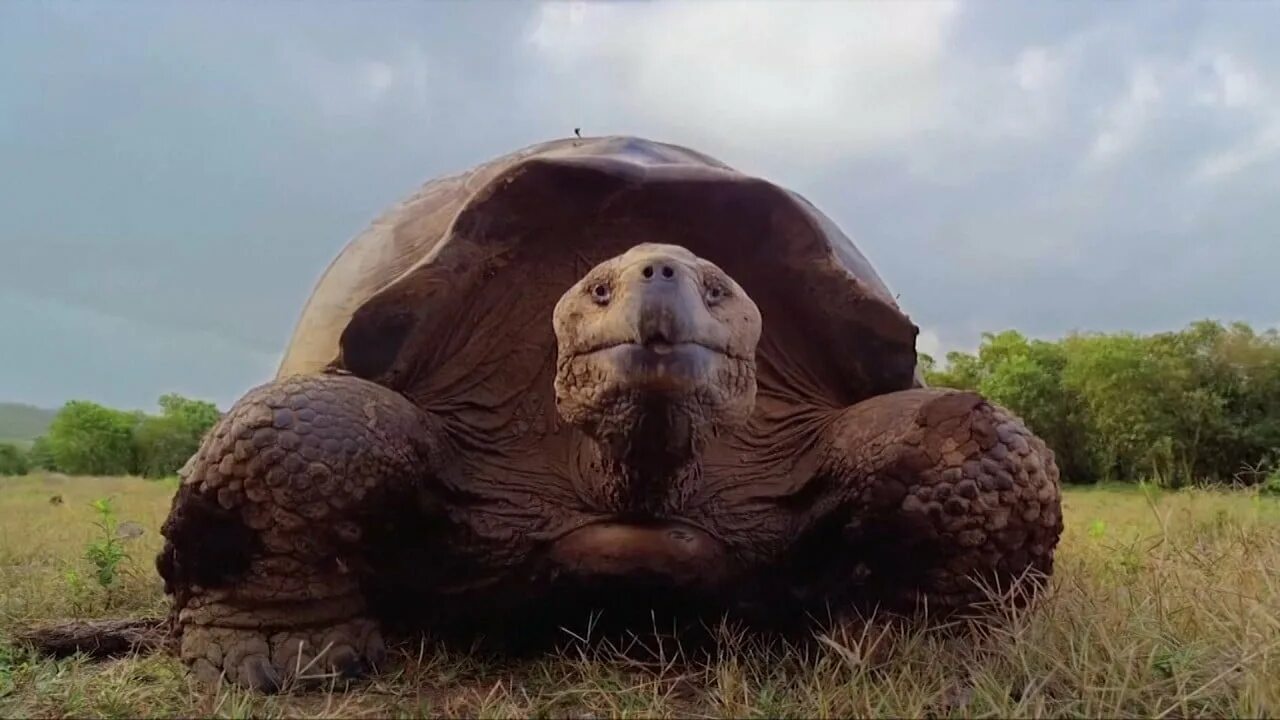 Гигантская черепаха (Testudo gigantea). Черепаха ползет. Черепаха бежит. Голова черепахи. Черепаха за первую минуту проползла 4.7 м