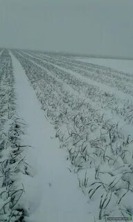 Чеснок урожайность га