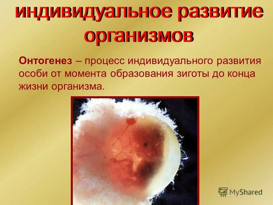 этапы развития ланцетника эмбрионального развития. онтогенез эмбриональный период развития человека. стадии бластомеров. оплодотворение этапы эмбриогенеза. таблица стадии дробление зиготы 10 класс.