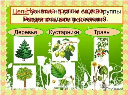 Какие бывают культурные деревья