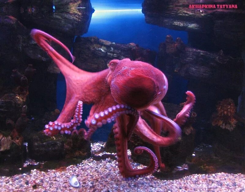 Осьминожка бассейн екатеринбург. Гигантский осьминог. Осьминог для бассейна. Тихоокеанский осьминог. Бассейн осьминожка 16 парковая.