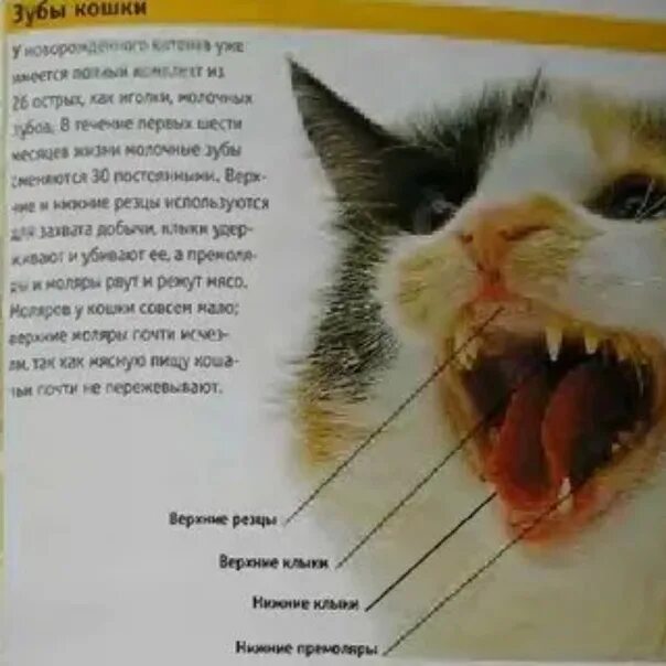 Зубы котенка схема. Зубы у кошки схема по возрасту. зубы кота по возрасту таблица.