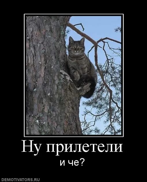 Коты прилетели. Коты прилетели. Коты прилетели картинки. Март коты прилетели. Грачи коты прилетели.