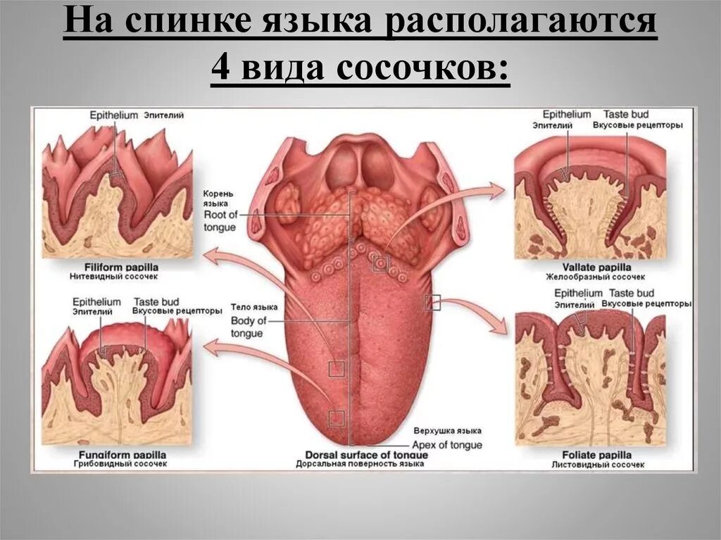 Языка и т п с. Строение языка у человека вид сбоку. Вкусовые сосочки сбоку языка.