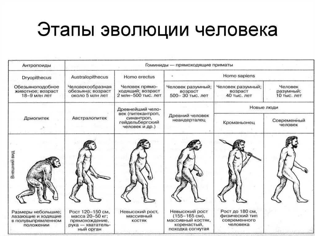 Этапы эволюции схема. Таблица этапы антропогенеза этапы эволюции. Схема антропогенеза человека этапы развития. Этапы развития человека биология таблица австралопитек. Антропогенез основные этапы эволюции человека.