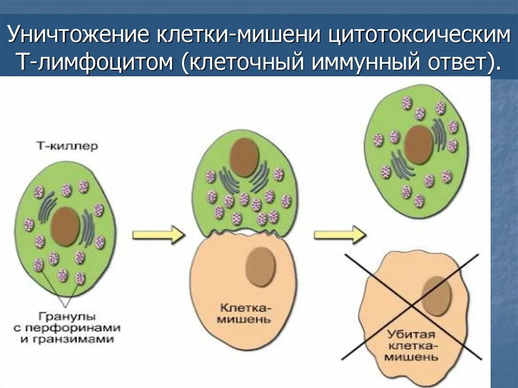 Этапы генной терапии. Геном клетка мишень. Рецепторы апф 2 и коронавирус. Т киллеры клетки. Строение клетки мишени.