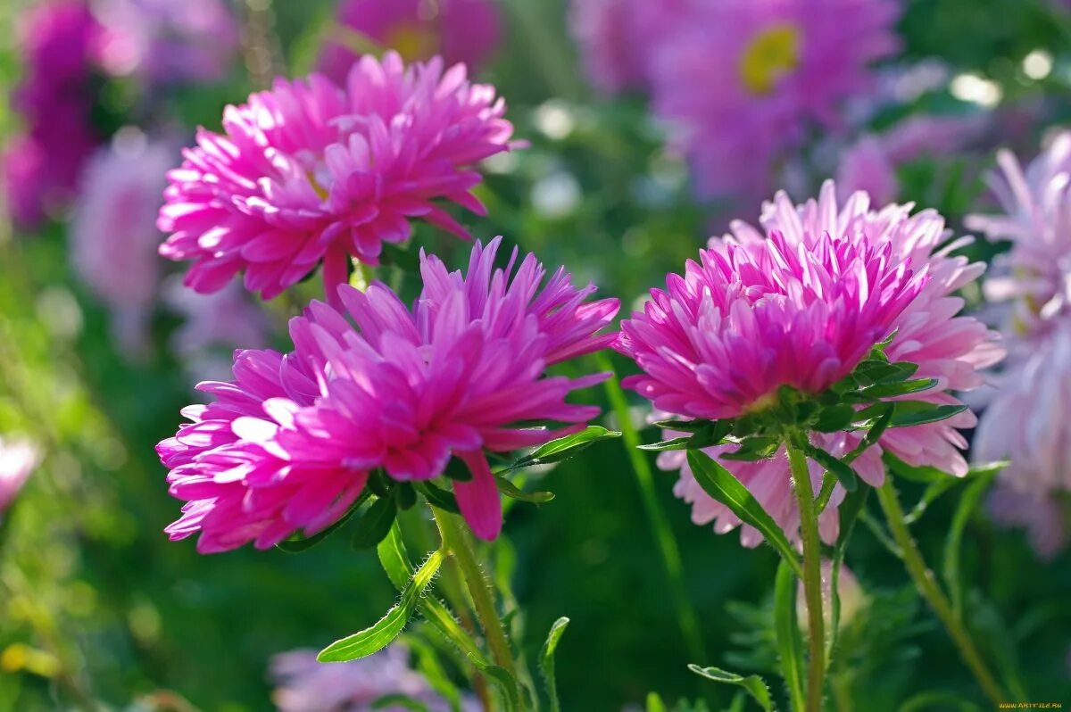 Астра зелено розовая. Астры в вазе. День астры 2022. Картинка день астры. Астры с пожеланиями.