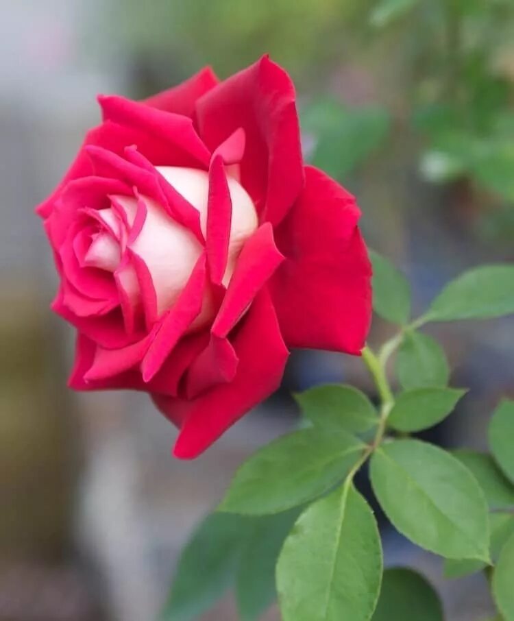 Сорт розы Осирия.