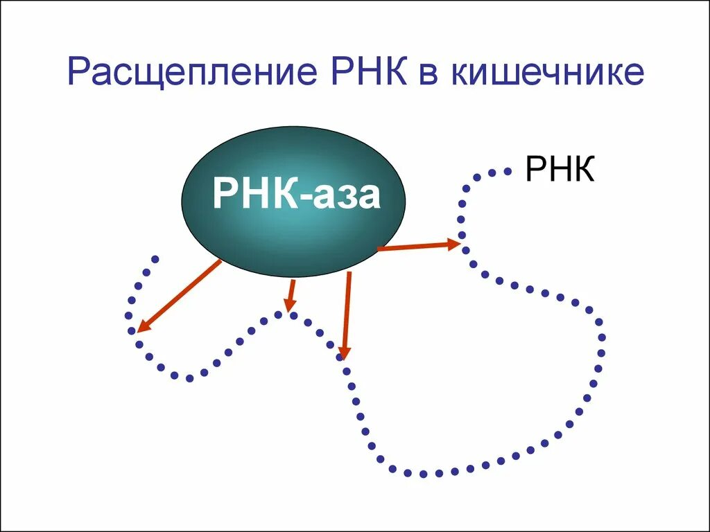 РНК-АЗУ. Что расщепляет РНК. На что расщепляются РНК.