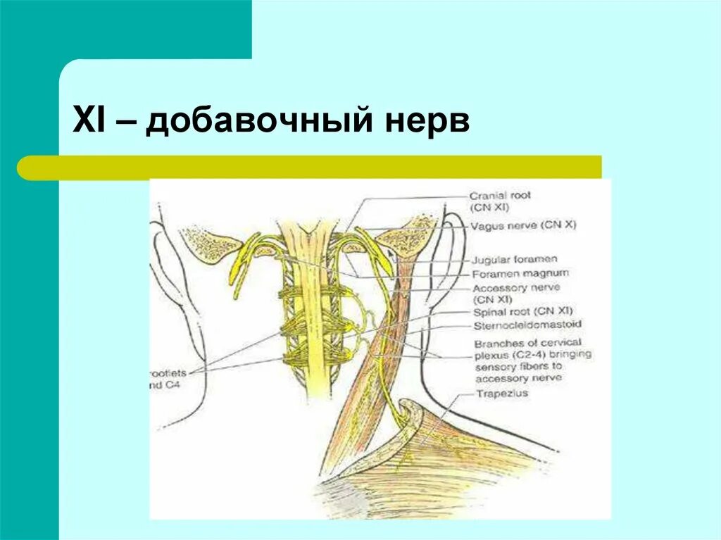 Подъязычный нерв функции. 11 пара черепных нервов добавочный нерв. добавочный нерв неттер. добавочный нерв функции. ядро добавочного нерва функции.