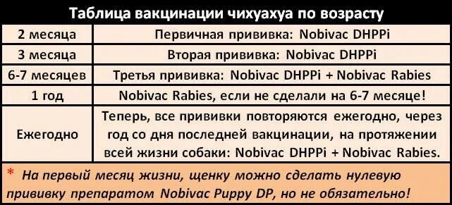 Прививки для собак щенков по возрасту таблица. Прививки собакам по возрасту таблица чихуахуа. Прививки для собак по возрасту чихуахуа. Прививки собакам график чихуахуа. Можно кормить собаку перед прививкой