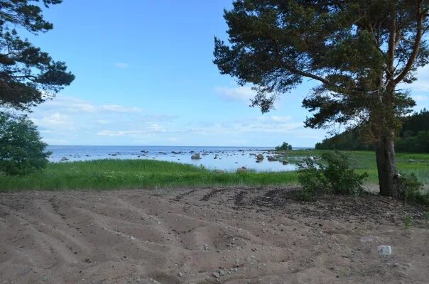 Пляж большой бор выборг. Большой бор выборг. Сосновый бор выборг. Пляж большой бор выборг. Большой бор выборг.