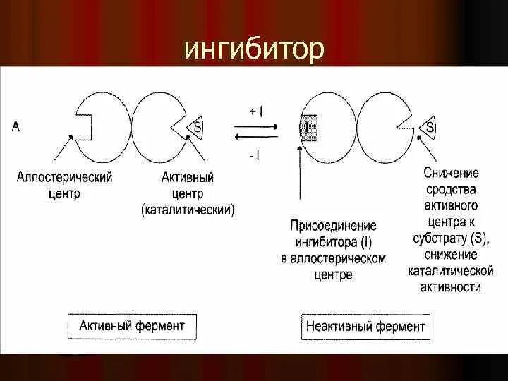 Аллостерические ингибиторы и активаторы. Аллостерическое ингибирование активности ферментов. Схемы действия аллостерических активаторов и ингибиторов. Аллостерический активатор