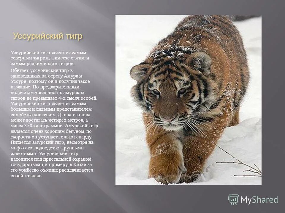 роды семейства кошачьих. систематика растений и животных. царство тип класс отряд вид животных. классификация амурского тигра по биологии 5 класс. тигр систематика биология.
