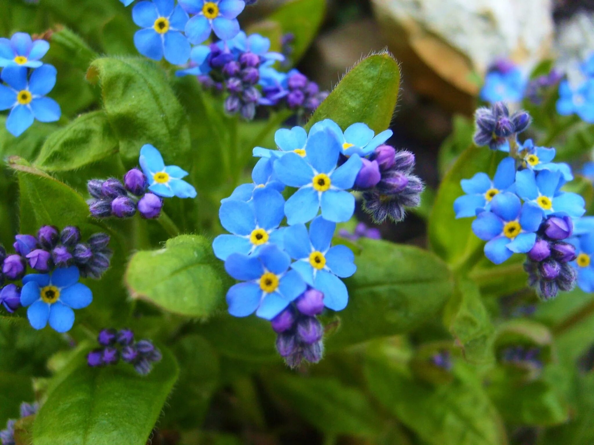 Незабудки фиолетовые. Незабудка Альпийская (Myosotis alpestris). Незабудка Альпийская Victoria hellblau. Незабудка мелкоцветковая. Незабудка Альпийская недотрога.