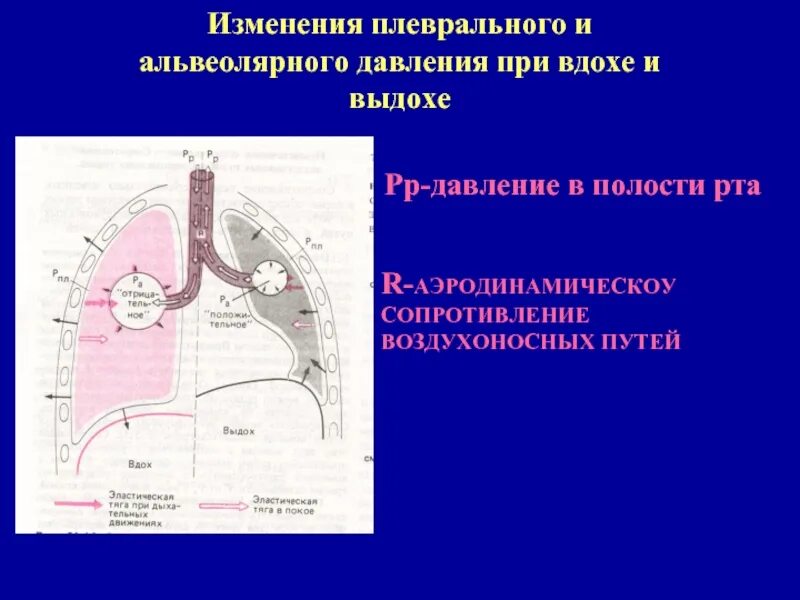 Давление в плевральной полости атмосферного давления. Изменение плеврального давления при вдохе и выдохе. изменение давления в плевральной полости. давление в плевральной полости при вдохе. давление в плевральной полости при вдохе и выдохе.