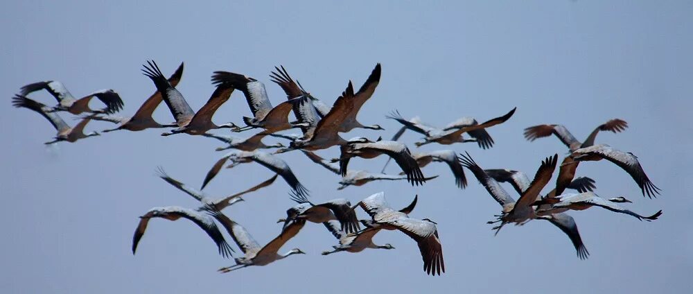 Сезонные миграции птиц. Сезонная миграция птиц в России. Пролёт птиц. Сезонные перелеты и кочевки птиц.