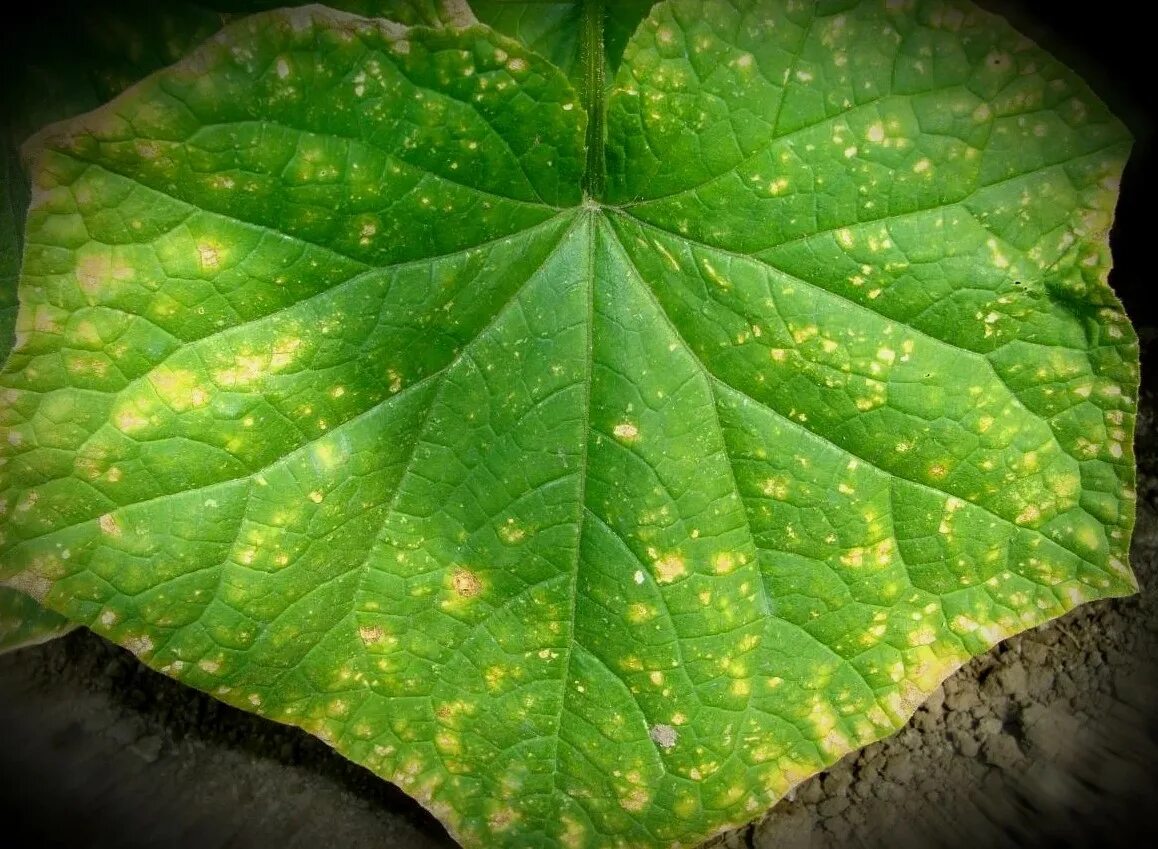 Почему желтеют листья огурца что делать. Железный хлороз на огурцах. Болезни огурцов хлороз. Хлороз листьев. Ранний хлороз.