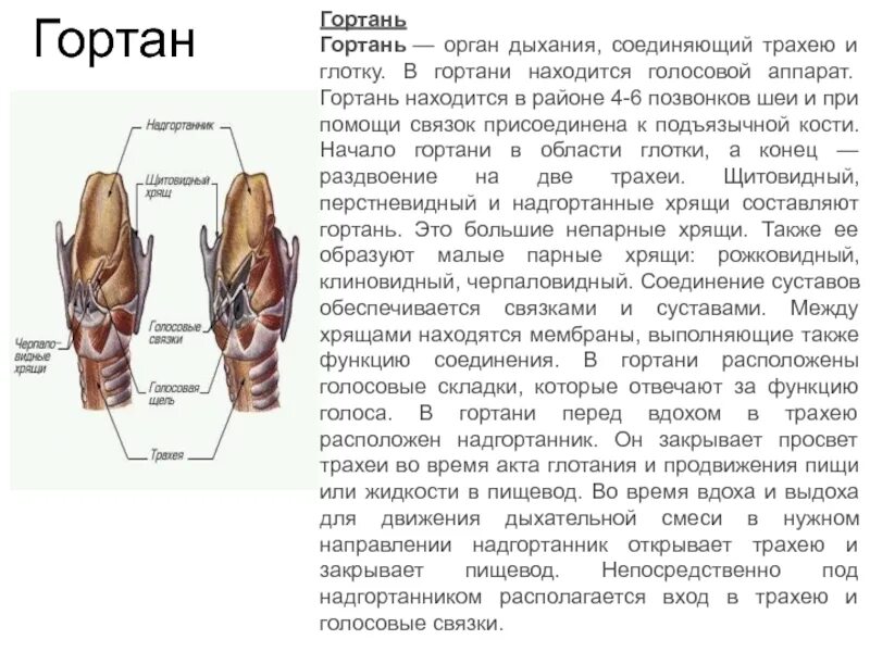 Функции гортани в дыхательной. Гортань строение и функции анатомия. Особенности строения гортани. Структуры дыхательной системы гортань. Характеристика строения гортани.