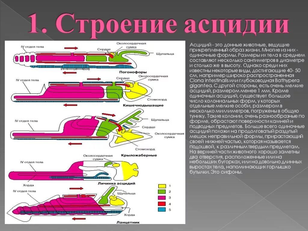 Образ жизни асцидии. Асцидия строение. внутреннее строение асцидии. внешнее и внутреннее строение асцидии. особенности строения асцидии.