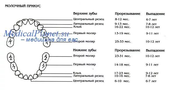 Какие реакции могут быть на зубы. Зубы молочного прикуса схема. временный прикус сроки прорезывания. постоянные зубы сроки прорезывания схема. молочный прикус сроки прорезывания.