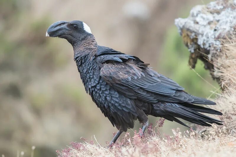 Billy raven. Corvus crassirostris. Billy raven. Billy raven. Corvus crassirostris.