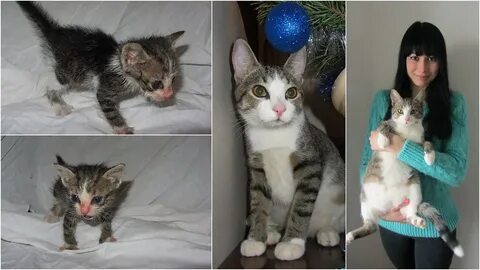 Сколько км от кошек до