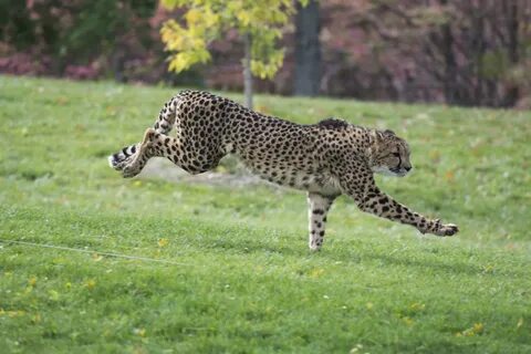 Running leopard