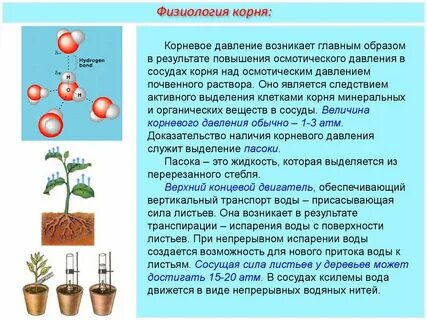 Транспирация позволяет растению
