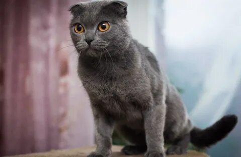 Британская вислоухая короткошерстная кошка