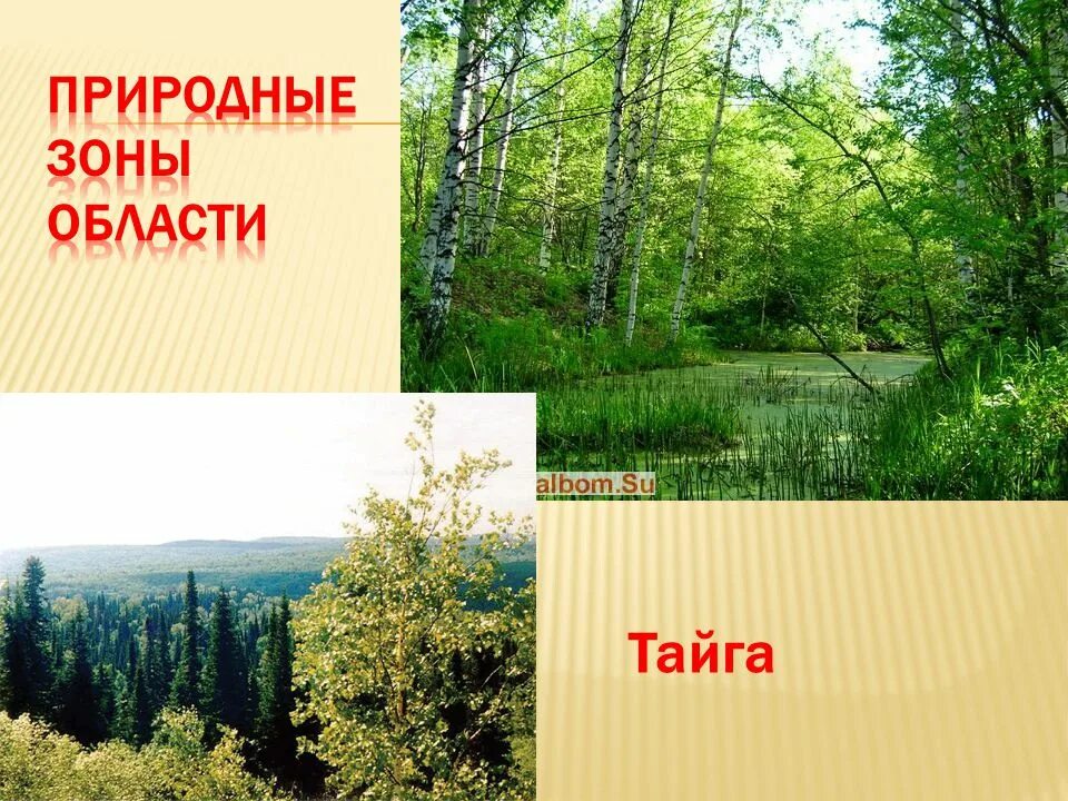 В какой природной зоне находится новосибирская. Природная зона Новосибирска. Природные зоны Новосибирской области. Карта природных зон Новосибирской области. Новосибирская область природная зона Тайга.
