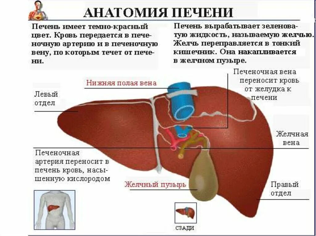 Печень анатомические образования. Вдавления печени анатомия. Доли печени анатомия человека. Печень человека анатомия строение и функции печени. Печень рисунок анатомия.