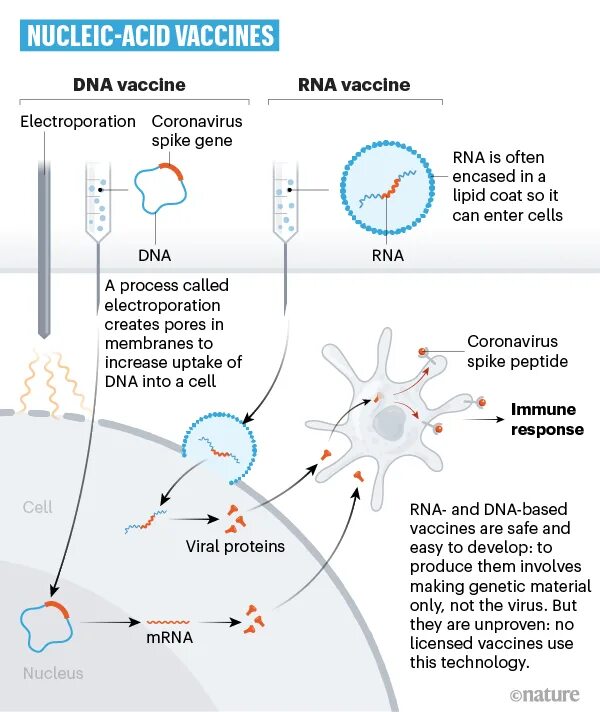 Вакцины sars. Вакцина коронавирус MRNA. Генно-инженерные вакцины. МРНК вакцины от коронавируса. ДНК И РНК вакцины.