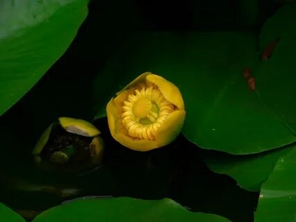 Кубышка желтая корень