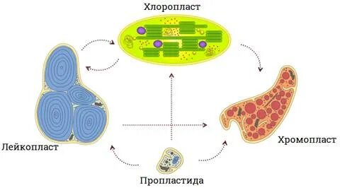 Содержит фотосинтетические пигменты