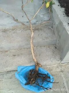 Корневая система жимолости