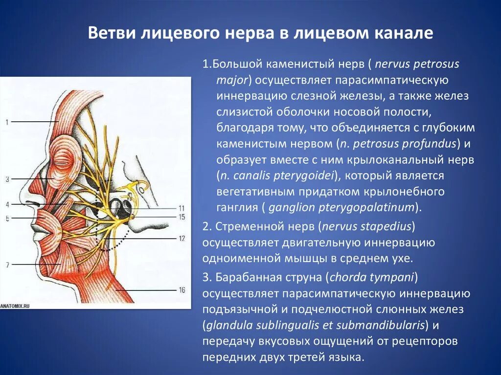 Ветви лицевого нерва и иннервация. Шейная ветвь лицевого нерва иннервирует. Иннервация слюнных желез. Мышцы иннервируемые ветвями лицевого нерва. Нервы лицевой области