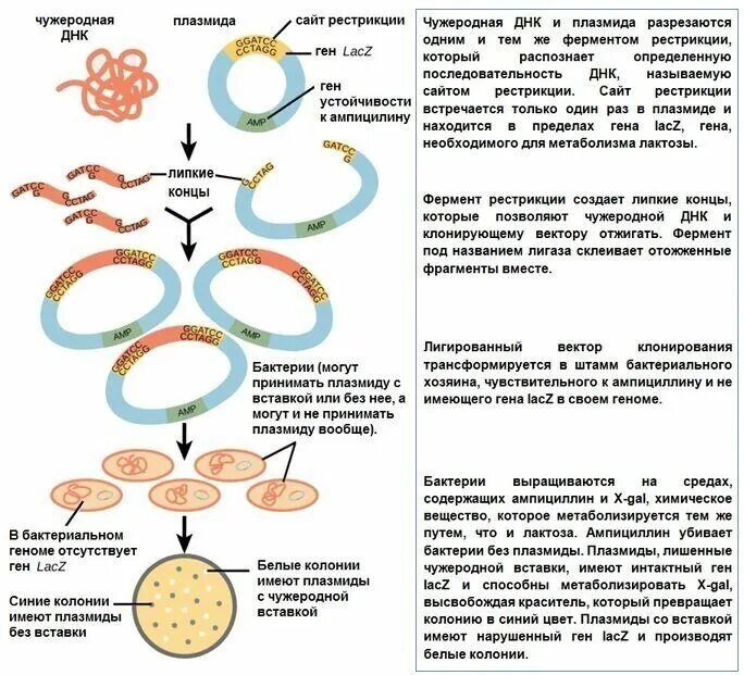 Исследователь трансформировал клетки бактерий плазмидой содержащей ген. Схема клонирования рекомбинантной ДНК. Клонирование бактерий схема. Метод рекомбинантных плазмид схема. Схема клонирования Гена.