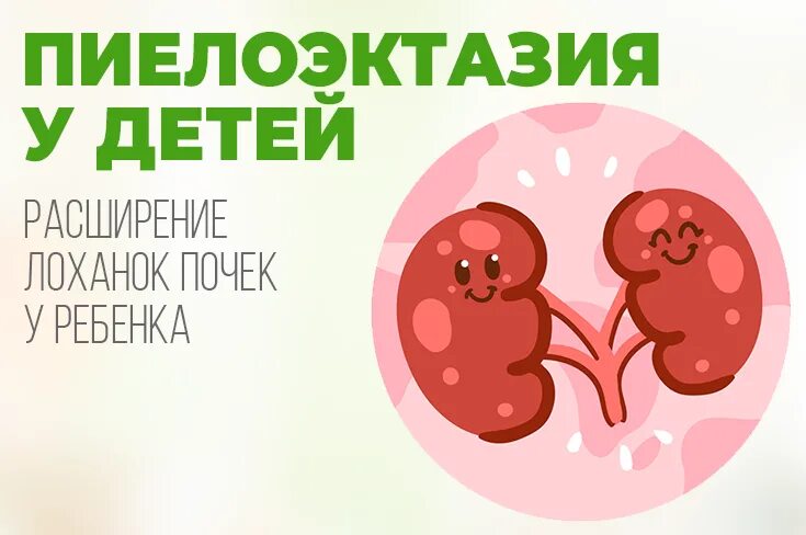 Мкд почек