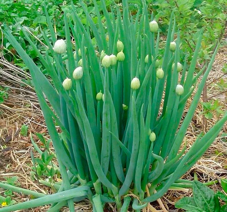 Виды луков растения. Лук батун - allium fistulosum. Лук круглоголовый allium sphaerocephalon. Аллиум гигантеум. Луковичные аллиум.