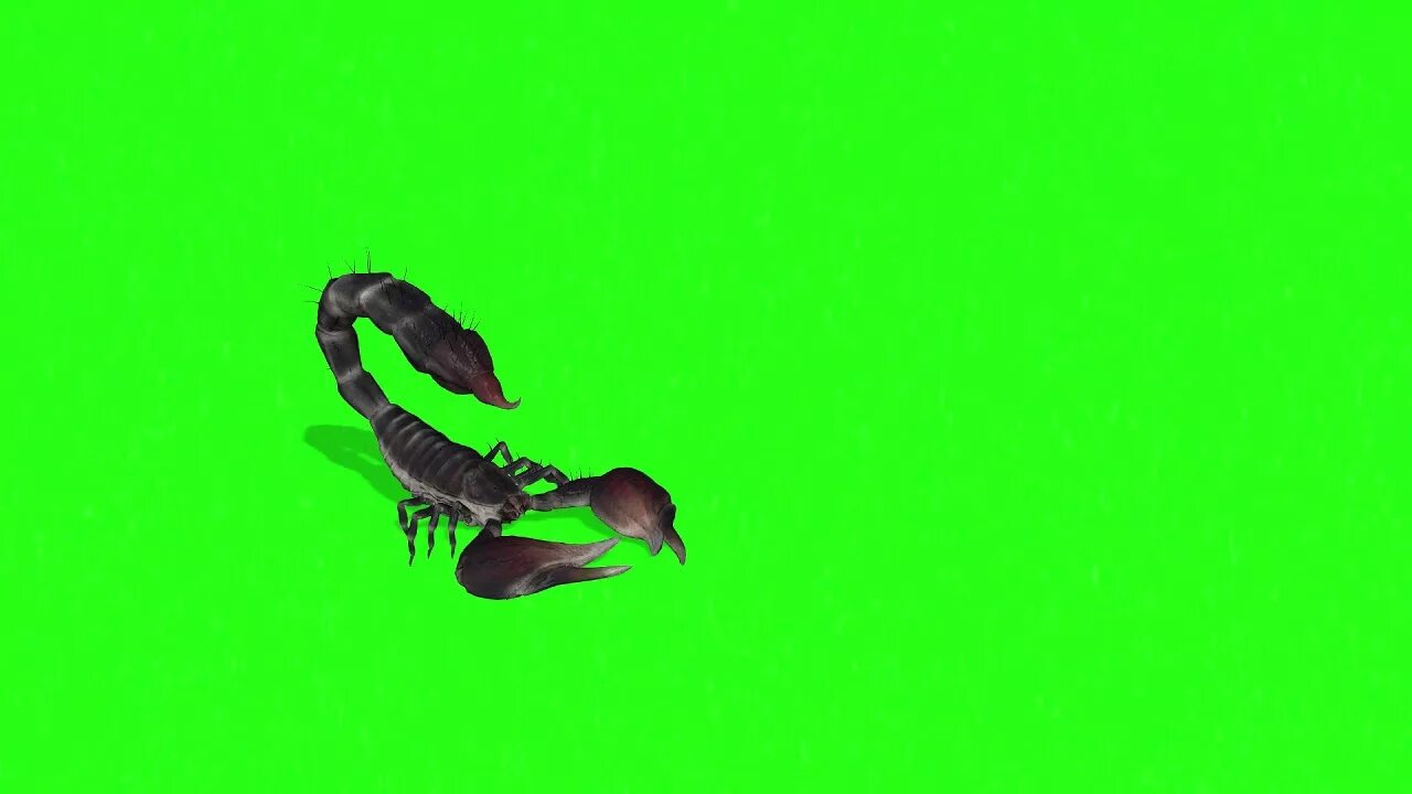 Футаж змей. Скорпион хромакей. скорпион на зеленом фоне. хромакей 3d. скорпион футаж.