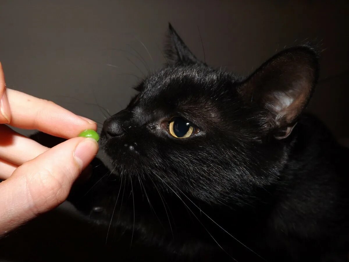 Hissing black cat. Могут ли чёрные коты исцелять людей. Лечение черными кошками. Бомбейская кошка черно белая. Кошка ветеринария.