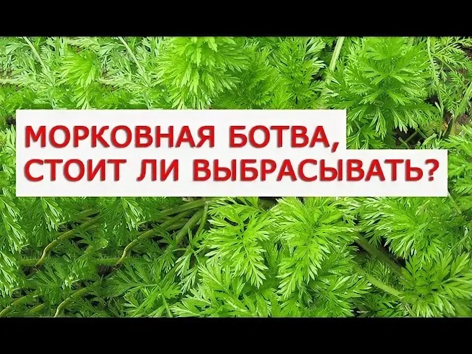 Как заваривать ботву моркови. Лекарство на основе морковной ботвой. ботва моркови польза. морковная ботва в аптеке.