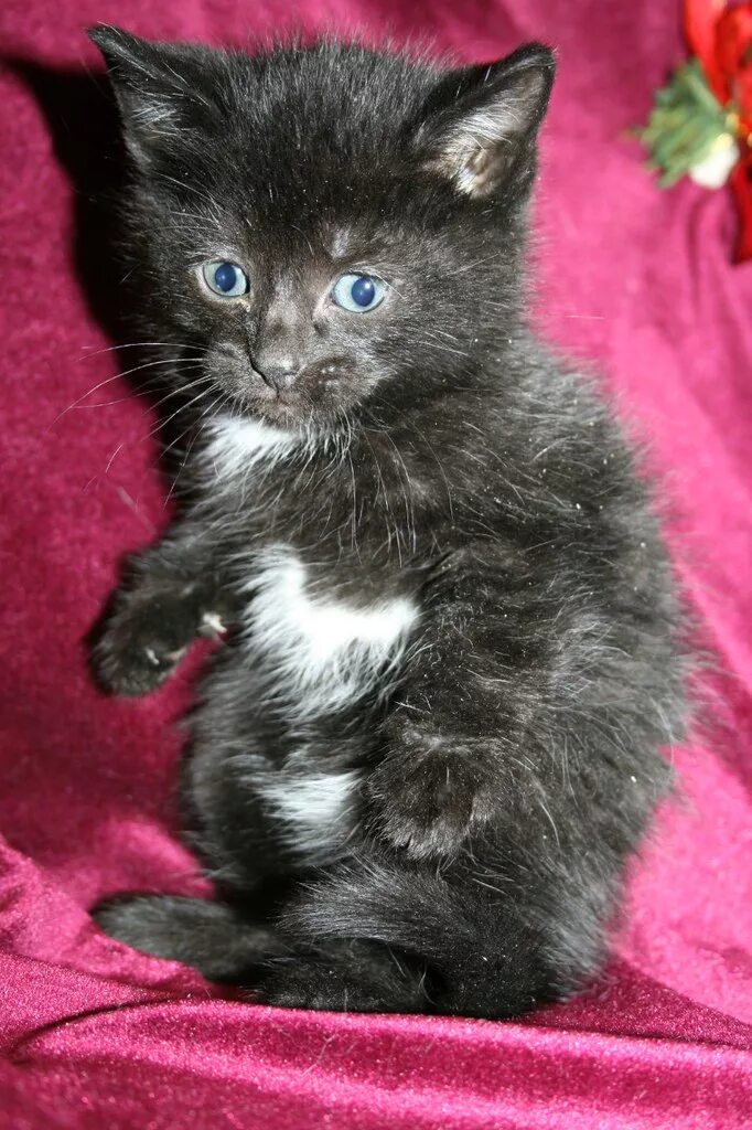 отдам пушистых котят. котята в добрые руки. котята в добрые руки. отдаются породистые котята. где можно взять котенка.