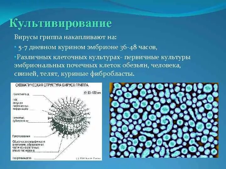 Опишите внешний вид и строение культивируемых