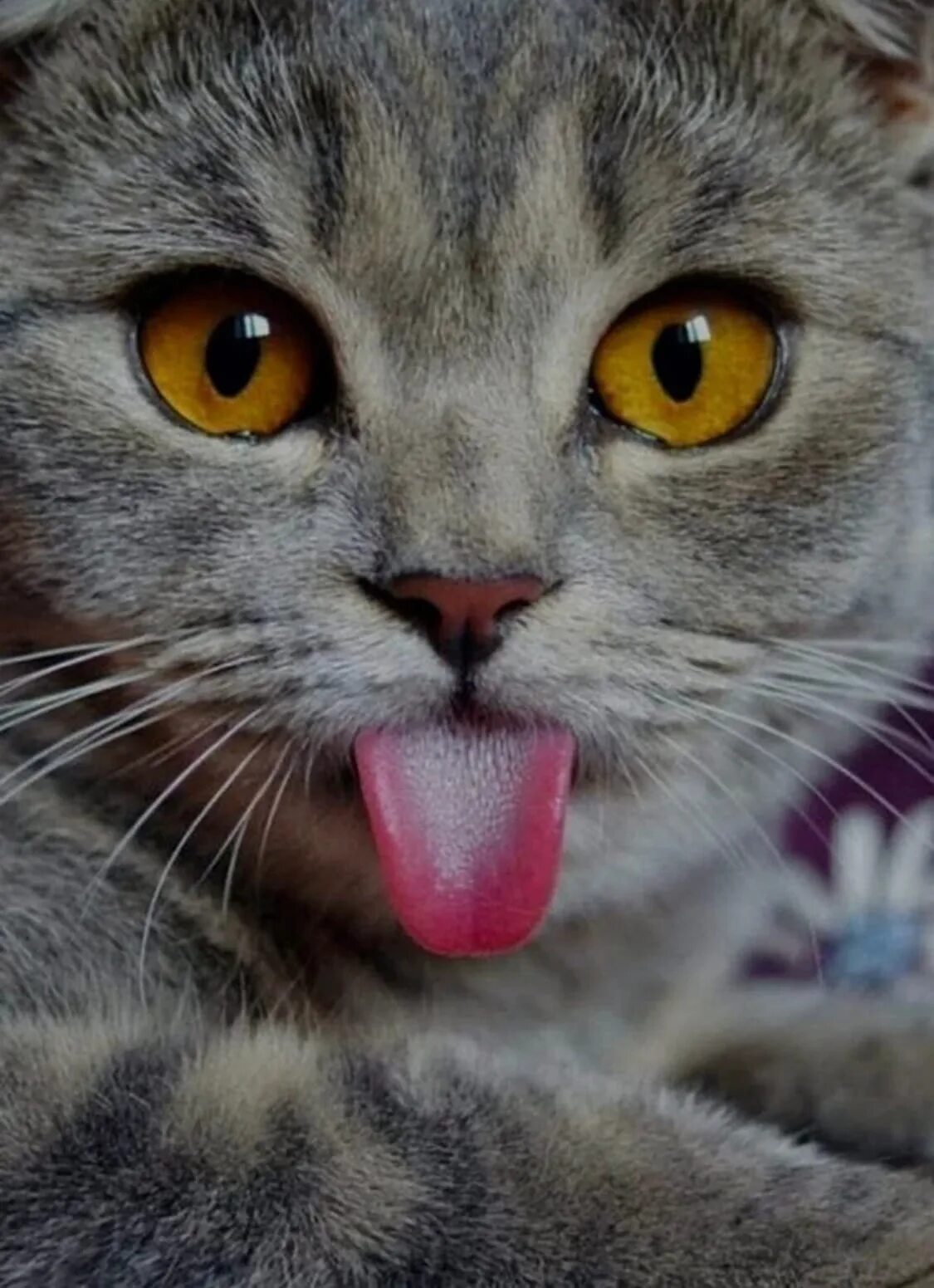 Киски показывают язык. Кошачья морда. Кошка с высунутым языком. Смешной кот.