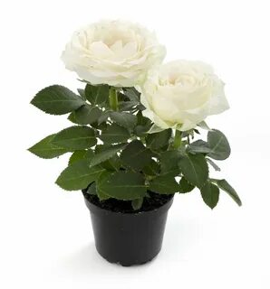 Производитель rose
